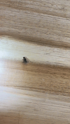 Microscop Portabil - Jucărie Educativă!